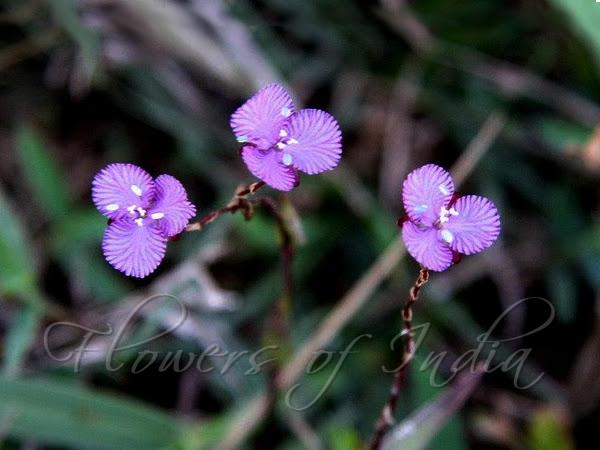 Striped Dewflower